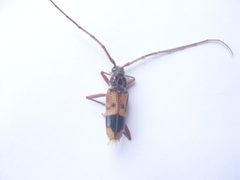 Phoracantha recurva g1 by Giancarlodessi. Used under a CC BY-SA 3.0 license.