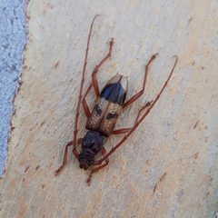 Phoracantha recurva upon Eucalyptus camaldulensis by Matankic. Used under a CC0 license.