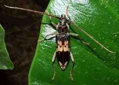 Phoracantha semipunctata 80340526 by wendy_moore. Used under a CC BY 4.0 license.
