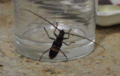 Phoracantha semipunctata invasor by Figuerai. Used under a CC BY-SA 4.0 license.