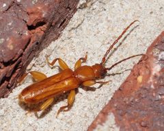 Smodicum cucujiforme 295667186 by Robert Webster. Used under a CC BY-SA 4.0 license.