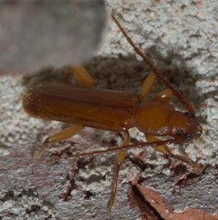 Smodicum cucujiforme P1000402a by 
xpda. Used under a CC BY-SA 4.0 license.