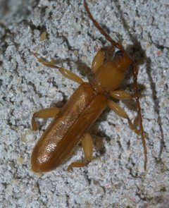 Smodicum cucujiforme P1650416a by 
xpda. Used under a CC BY-SA 4.0 license.
