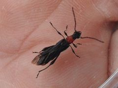 Callimoxys nigrinus by Sam Kieschnick. Used under a CC BY 4.0 license.