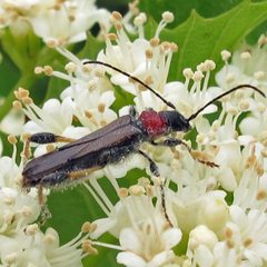 Callimoxys sanguinicollis by Jacy Lucier. Used under a CC BY-SA 4.0 license.