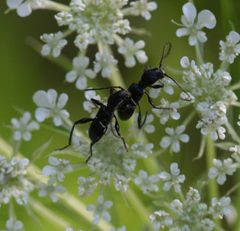 Euderces picipes by S. Rae from Scotland, UK. Used under a CC BY 2.0 license.