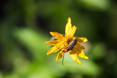 Mannophorus laetus by cricketsblog. Used under a CC BY 2.0 license.