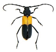 Purpuricenus axillaris Haldeman by Michael K. Oliver, Ph.D.. Used under a CC BY-SA 4.0 license.
