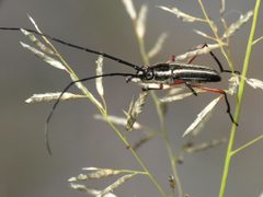 Sphaenothecus bilineatus by Katja Schulz. Used under a CC BY 2.0 license.
