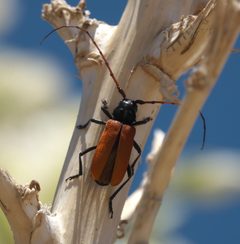 Tragidion armatum - inat 201000292 by {{{name}}}. Used under a CC BY-SA 4.0 license.