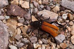 Tragidion densiventre - Flickr - aspidoscelis by Patrick Alexander from Las Cruces, NM. Used under a CC0 license.