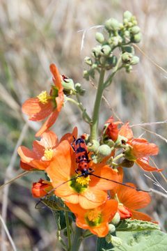 Spotted Tylosis Beetle Tylosis maculatus on Desert Globemallow Sphaeralcea ambigua by Paul and Jill. Used under a CC BY 2.0 license.