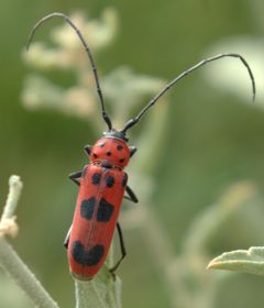 Tylosis maculatus dorsal1 by JerryFriedman. Used under a CC BY-SA 3.0 license.