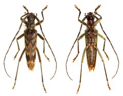 Elytrimitatrix undata by Ben Sale. Used under a CC BY 2.0 license.