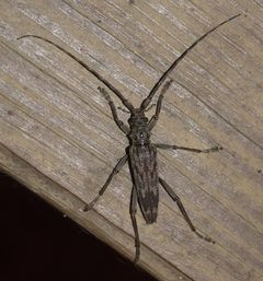 Elytrimitatrix undata P1210810a by 
xpda. Used under a CC BY-SA 4.0 license.