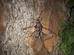 Acanthocinus nodosus 170071942 by Cameron Shepherd. Used under a CC BY 4.0 license.