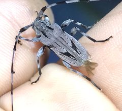 Acanthocinus nodosus 276547407 by Raven Dandridge. Used under a CC BY 4.0 license.