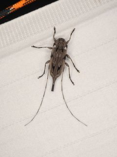 Acanthocinus nodosus 333389976 by Sean Golden. Used under a CC BY 4.0 license.