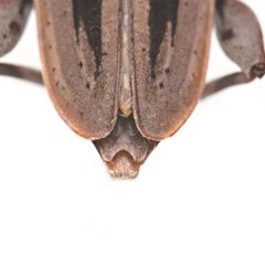Acanthocinus nodosus 352438721 by University of Delaware Insect Research Collection. Used under a CC0 license.