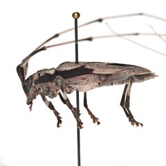 Acanthocinus nodosus 352438725 by University of Delaware Insect Research Collection. Used under a CC0 license.