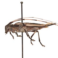 Acanthocinus nodosus 352438892 by University of Delaware Insect Research Collection. Used under a CC0 license.