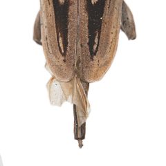 Acanthocinus nodosus 352439118 by University of Delaware Insect Research Collection. Used under a CC0 license.