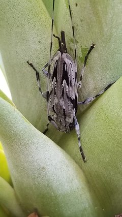 Acanthocinus nodosus 57131615 by Kevin__. Used under a CC0 license.