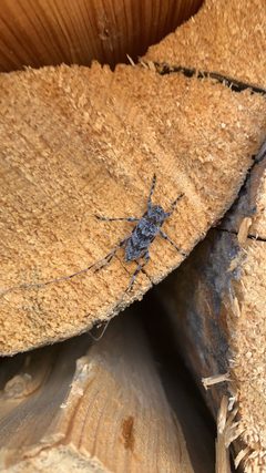 Acanthocinus obliquus 210724959 by Dan Bachen. Used under a CC0 license.