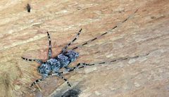Acanthocinus obliquus 292232632 by Colin Croft. Used under a CC BY 4.0 license.