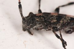 Acanthocinus obliquus 297513944 by Chloe and Trevor Van Loon. Used under a CC BY 4.0 license.