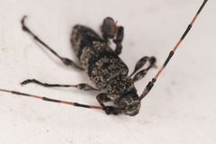 Acanthocinus obliquus 297513953 by Chloe and Trevor Van Loon. Used under a CC BY 4.0 license.