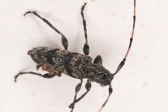 Acanthocinus obliquus 297513972 by Chloe and Trevor Van Loon. Used under a CC BY 4.0 license.