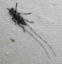 Acanthocinus obliquus 86956820 by Colin Croft. Used under a CC BY 4.0 license.