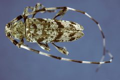 Acanthocinus obsoletus 0013020 by Gerald J. Lenhard, Louiana State Univ. Used under a CC BY 3.0 us license.