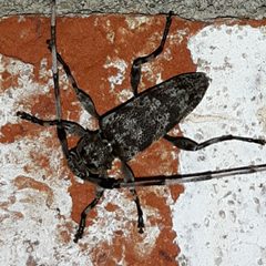 Acanthocinus obsoletus 101521300 by Steven Joyner. Used under a CC BY 4.0 license.