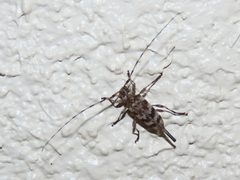 Acanthocinus obsoletus 222093154 by geosesarma. Used under a CC BY 4.0 license.