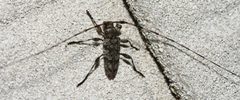 Acanthocinus obsoletus 225548218 by Chrissy McClarren and Andy Reago. Used under a CC0 license.