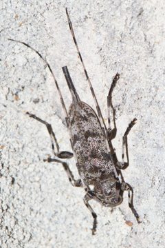 Acanthocinus obsoletus 284750783 by Shannon Foreman. Used under a CC BY 4.0 license.