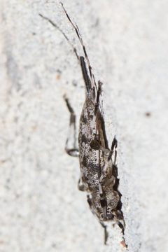 Acanthocinus obsoletus 284750832 by Shannon Foreman. Used under a CC BY 4.0 license.
