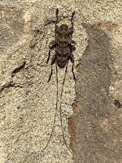 Acanthocinus obsoletus 285326057 by Shannon Foreman. Used under a CC BY 4.0 license.