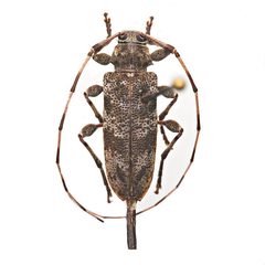 Acanthocinus obsoletus 352439331 by University of Delaware Insect Research Collection. Used under a CC0 license.
