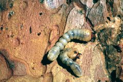 Acanthocinus princeps 1470162 by A. Steven Munson, USDA Forest Service. Used under a Public domain license.