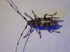 Acanthocinus princeps 161622193 by Ellyne Geurts. Used under a CC0 license.