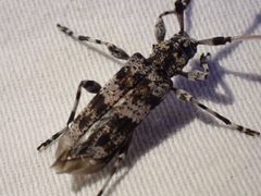 Acanthocinus princeps 161622213 by Ellyne Geurts. Used under a CC0 license.