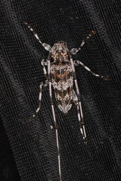 Acanthocinus princeps 301369399 by Chloe and Trevor Van Loon. Used under a CC BY 4.0 license.