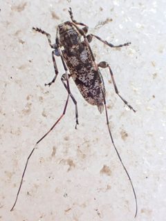 Acanthocinus pusillus 225475679 by Chloe and Trevor Van Loon. Used under a CC BY 4.0 license.
