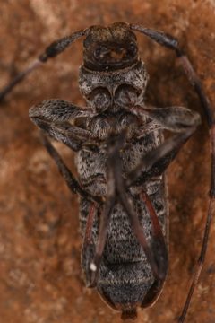 Acanthocinus pusillus 225475719 by Chloe and Trevor Van Loon. Used under a CC BY 4.0 license.