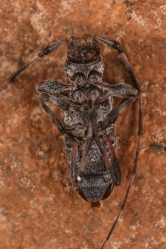Acanthocinus pusillus 225475740 by Chloe and Trevor Van Loon. Used under a CC BY 4.0 license.