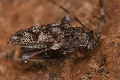 Acanthocinus pusillus 225475766 by Chloe and Trevor Van Loon. Used under a CC BY 4.0 license.