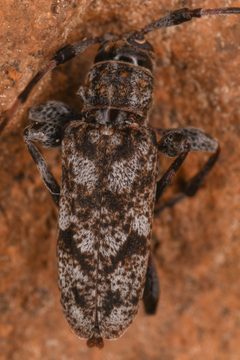 Acanthocinus pusillus 225475786 by Chloe and Trevor Van Loon. Used under a CC BY 4.0 license.